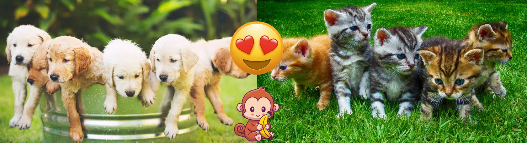 Learn expressions en español: ¡Qué mono! - Spanish expressions - Learn Spanish - Speak Spanish - Practice Spanish - Easy Español