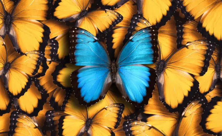 Let's review the uses of AMBOS, CADA, TODO, TODAS and TODOS - Spanish grammar - Learn Spanish - Speak Spanish - Practice Spanish - Study Spanish - Easy Español