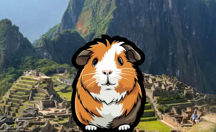 Learn why EL CUY is an important symbol of Andean cultural identity on our Spanish Podcast - Spanish on the Go - Spanish audio - Spanish listening comprehension - Speak Spanish - Study Spanish - Easy Español