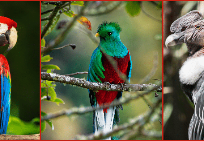 Learn about the cultural symbolism of BIRDS like the bald eagle, the quetzal or the condor in the American continent - Spanish Podcast - Spanish audio - Spanish on the go - Learn Spanish - Practice Spanish - Spanish listening - Study Spanish - Easy Español