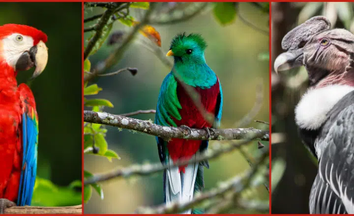 Learn about the cultural symbolism of BIRDS like the bald eagle, the quetzal or the condor in the American continent - Spanish Podcast - Spanish audio - Spanish on the go - Learn Spanish - Practice Spanish - Spanish listening - Study Spanish - Easy Español
