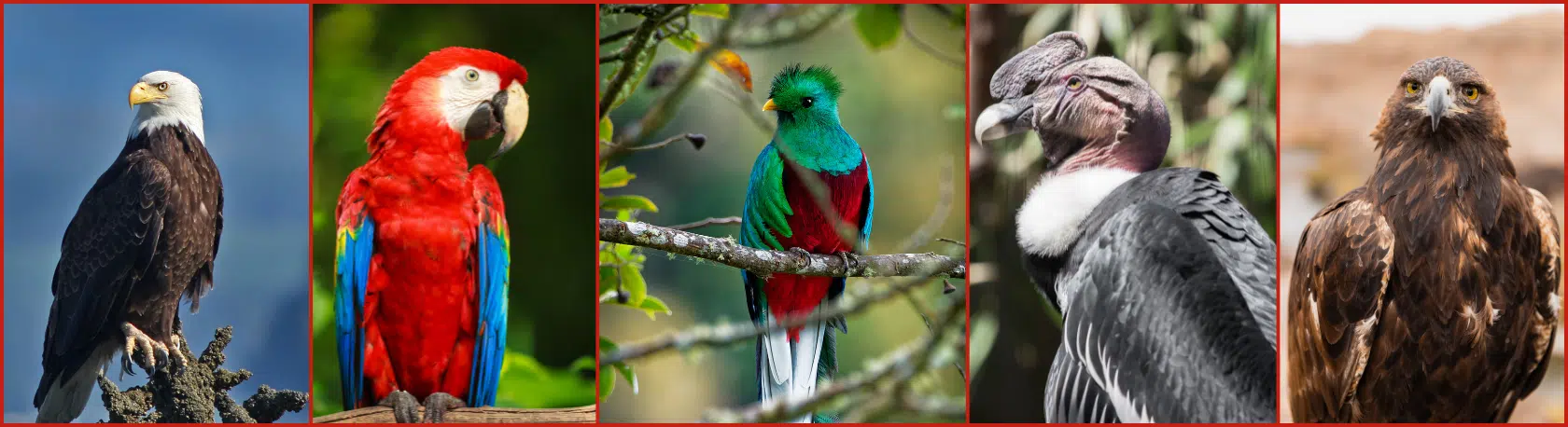 Learn about the cultural symbolism of BIRDS like the bald eagle, the quetzal or the condor in the American continent - Spanish Podcast - Spanish audio - Spanish on the go - Learn Spanish - Practice Spanish - Spanish listening - Study Spanish - Easy Español