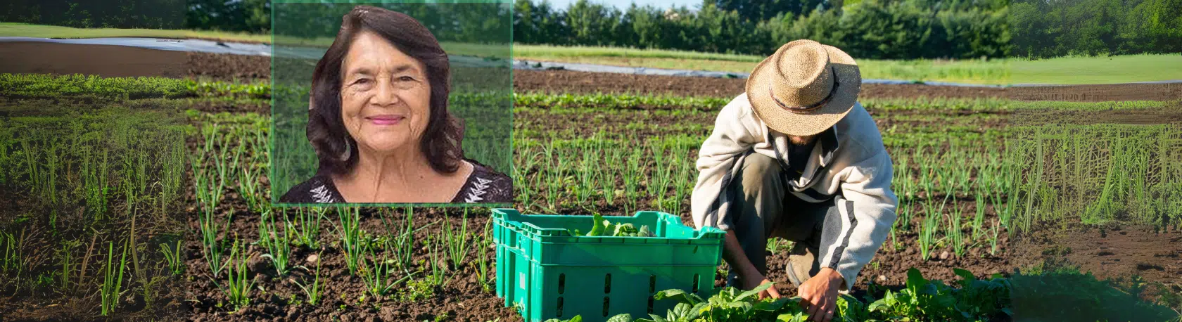 Hear about the inspiring life and work of Chicana activist DOLORES HUERTA on our Spanish Podcast - Spanish on the Go - Spanish listening - Spanish audio - Learn Spanish - Practice Spanish - Easy Español