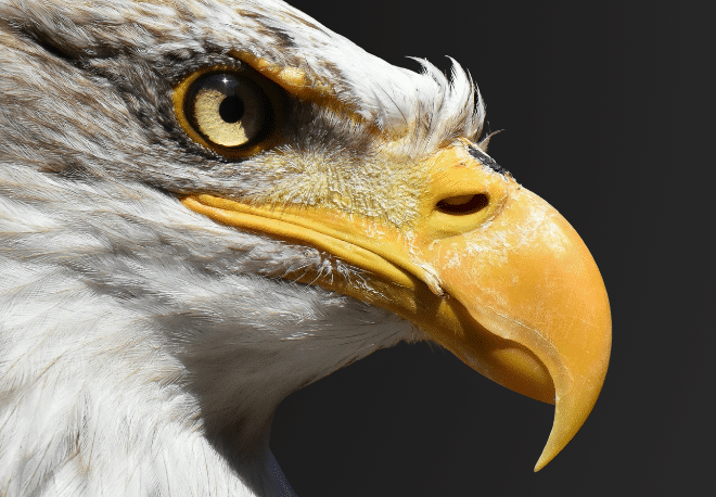 Build up your Spanish vocabulario: Idiomatic Expressions with ANIMALES - Spanish idioms - Frases idiomáticas - Spanish grammar - Practice Spanish - Study Spanish - Easy Español