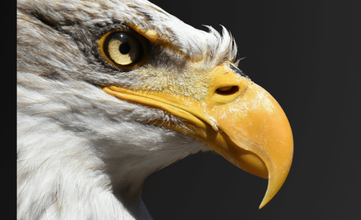 Build up your Spanish vocabulario: Idiomatic Expressions with ANIMALES - Spanish idioms - Frases idiomáticas - Spanish grammar - Practice Spanish - Study Spanish - Easy Español