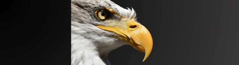Build up your Spanish vocabulario: Idiomatic Expressions with ANIMALES - Spanish idioms - Frases idiomáticas - Spanish grammar - Practice Spanish - Study Spanish - Easy Español