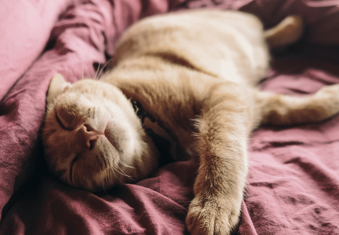 Hear about the many health benefits of LA SIESTA on our Spanish Podcast - Spanish Podcast - Spanish on the Go - Learn Spanish - Practice Spanish Speak Spanish - Easy Español