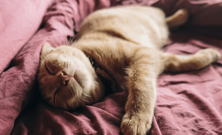Hear about the many health benefits of LA SIESTA on our Spanish Podcast - Spanish Podcast - Spanish on the Go - Learn Spanish - Practice Spanish Speak Spanish - Easy Español