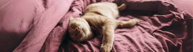 Hear about the many health benefits of LA SIESTA on our Spanish Podcast - Spanish Podcast - Spanish on the Go - Learn Spanish - Practice Spanish Speak Spanish - Easy Español