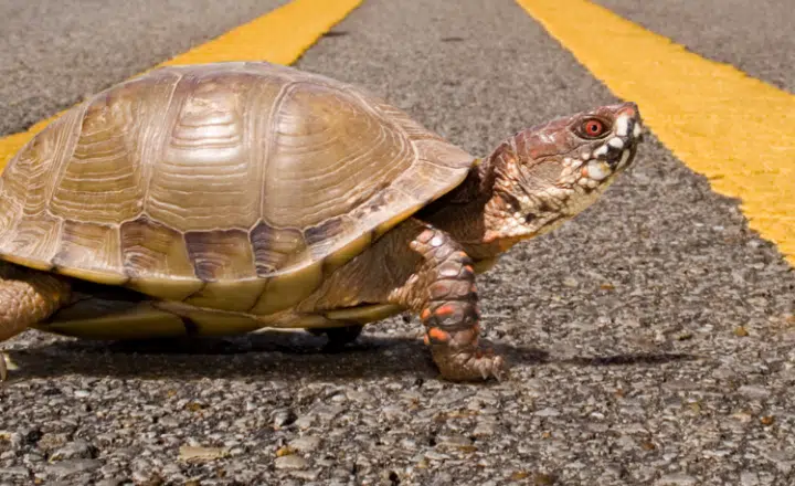 Learn a new Spanish expression: A paso de tortuga - Frase del Día - Spanish saying - Spanish phrase - Learn Spanish - Speak Spanish - At a snail's pace - Easy Español