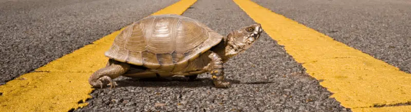 Learn a new Spanish expression: A paso de tortuga - Frase del Día - Spanish saying - Spanish phrase - Learn Spanish - Speak Spanish - At a snail's pace - Easy Español