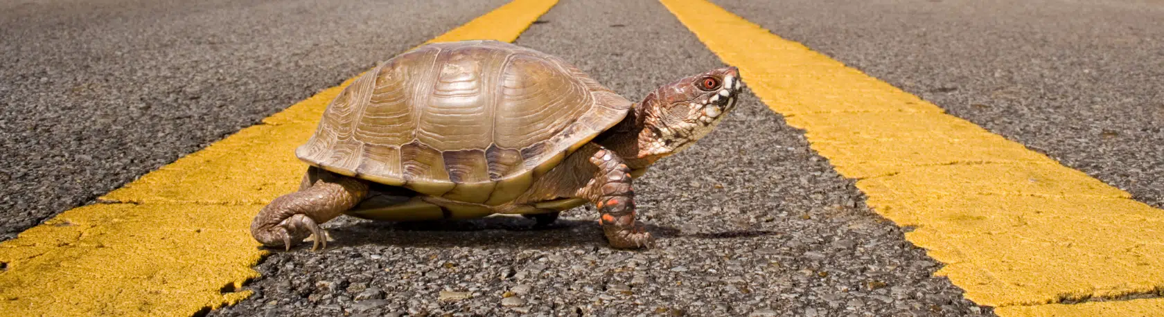 Learn a new Spanish expression: A paso de tortuga - Frase del Día - Spanish saying - Spanish phrase - Learn Spanish - Speak Spanish - At a snail's pace - Easy Español