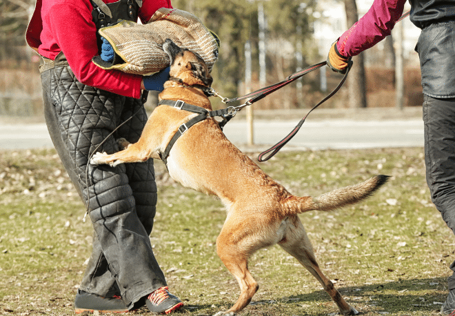 Spanish verb: Azuzar - Palabra del Día - Spanish Word of the Day - Spanish verbos - Learn Spanish - Speak Spanish - Practice Spanish - Easy Español