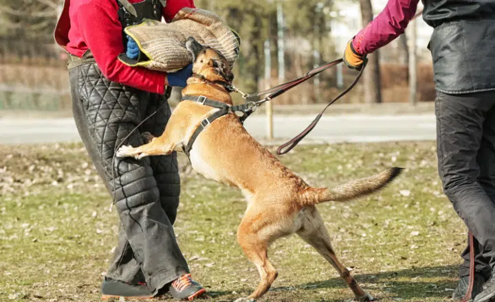 Spanish verb: Azuzar - Palabra del Día - Spanish Word of the Day - Spanish verbos - Learn Spanish - Speak Spanish - Practice Spanish - Easy Español