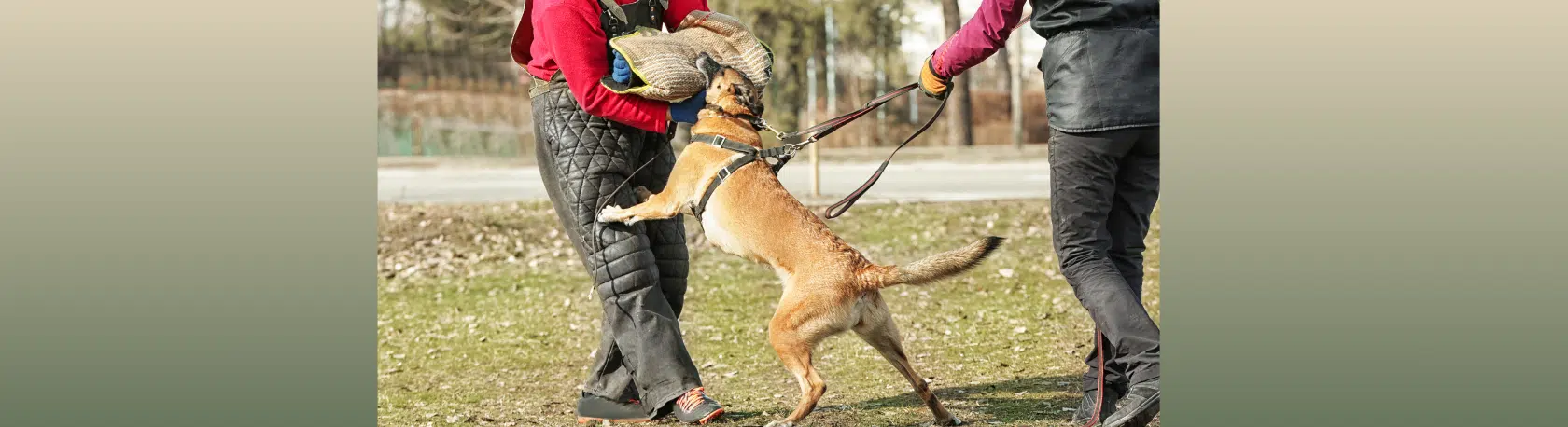 Spanish verb: Azuzar - Palabra del Día - Spanish Word of the Day - Spanish verbos - Learn Spanish - Speak Spanish - Practice Spanish - Easy Español