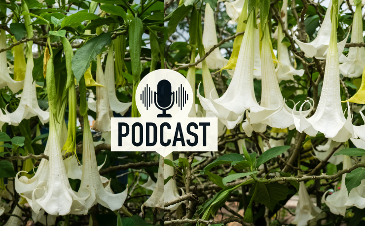 Burundanga: The bewitching flower - Spanish Podcast - Spanish on the Go - Spanish audio - Spanish listening comprehension - Learn Spanish - Practice Spanish - Easy Español