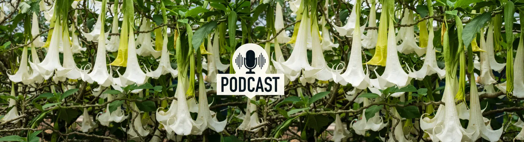 Burundanga: The bewitching  flower - Spanish Podcast - Spanish on the Go - Spanish audio - Spanish listening comprehension - Learn Spanish - Practice Spanish - Easy Español