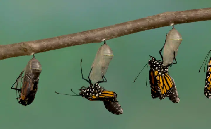 Spanish saying: Quién te ha visto y quién te ve - Spanish expressions - Speak Spanish - Learn Spanish - Practice Spanish - Easy Español