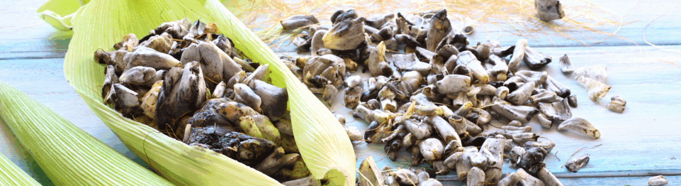 Discover why el HUITLACOCHE is known as the Mexican truffle with our Spanish Podcast