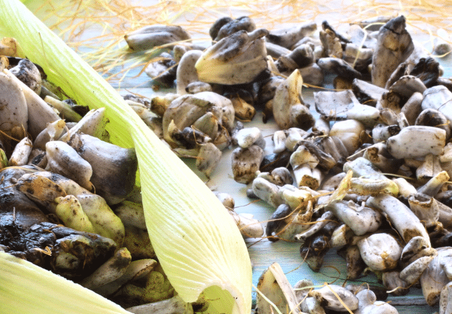 Discover why el HUITLACOCHE is known as the Mexican truffle with our Spanish Podcast - Spanish on the Go - Spanish audio - Spanish listening - Learn Spanish - Spanish audio - Learn Spanish - Speak Spanish - Easy Español