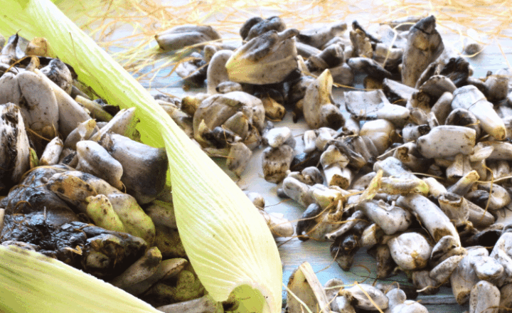 Discover why el HUITLACOCHE is known as the Mexican truffle with our Spanish Podcast - Spanish on the Go - Spanish audio - Spanish listening - Learn Spanish - Spanish audio - Learn Spanish - Speak Spanish - Easy Español