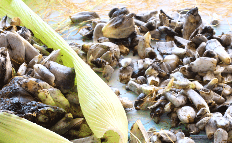 Discover why el HUITLACOCHE is known as the Mexican truffle with our Spanish Podcast - Spanish on the Go - Spanish audio - Spanish listening - Learn Spanish - Spanish audio - Learn Spanish - Speak Spanish - Easy Español
