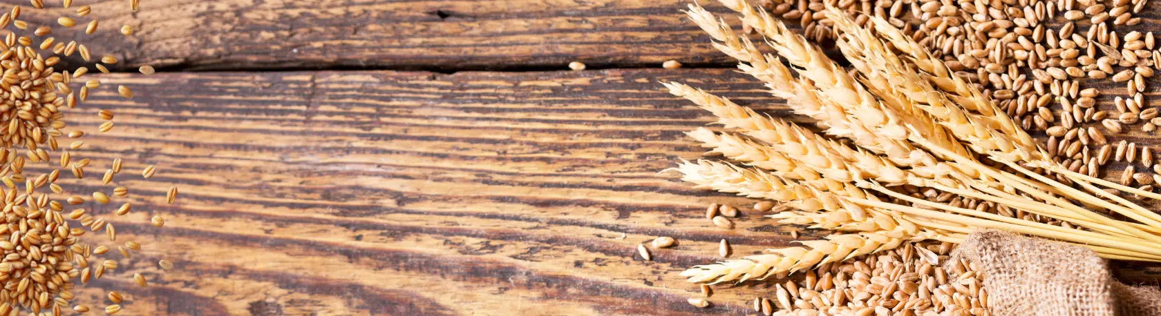 Spanish idiom: 'ir al grano' - Learn Spanish - Study Spanish - Spanish expressions - Easy Español