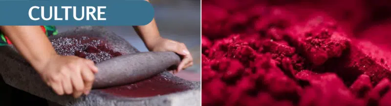 Spanish Podcast: Hear the story of the Mexican insect that painted the world ROJO - Grana cochinilla - Spanish audio - Spanish on the go - Spanish listening - Practice Spanish - Study Spanish - Easy Español