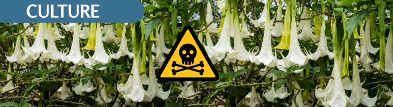 Listen to the wild story of the intoxicating BURUNDANGA flower on our Spanish Podcast - Spanish audio - Spanish on the Go - Learn Spanish - Spanish practice - Easy Español