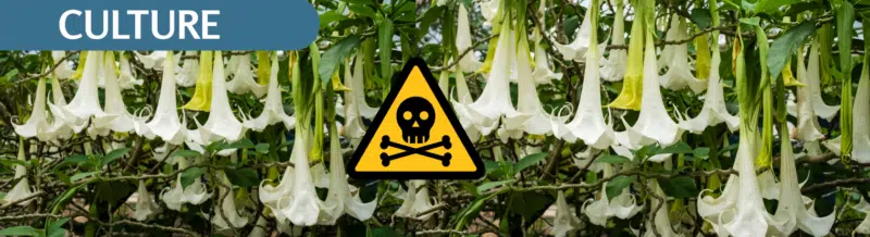 Listen to the wild story of the intoxicating BURUNDANGA flower on our Spanish Podcast - Spanish audio - Spanish on the Go - Learn Spanish - Spanish practice - Easy Español