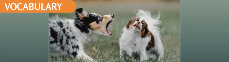 Learn the Spanish idiom: perro que ladra no muerde - Learn Spanish - Spanish expressions - Practice Spanish - Easy Español