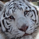 Profile picture of Sage Hwang